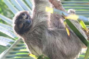 Cute sloth hanging from tree